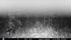 Didelphis marsupialis