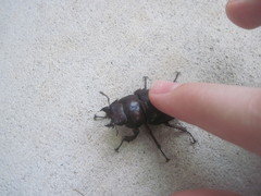 Lucanus capreolus