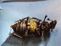 Nicrophorus interruptus