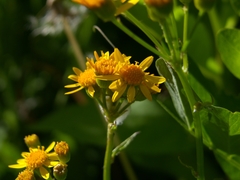 Packera pseudaurea