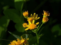 Packera pseudaurea