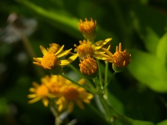 Packera pseudaurea