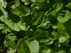 Packera pseudaurea