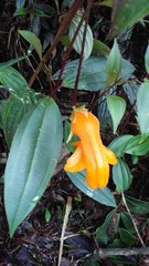 Columnea strigosa