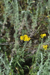 Achillea micrantha