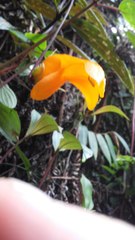 Columnea strigosa