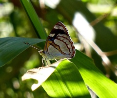 Dynamine tithia tithia