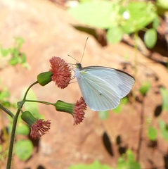 Leptophobia aripa balidia