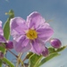 Solanum glaucophyllum - Photo (c) Marcia  Stefani, μερικά δικαιώματα διατηρούνται (CC BY)