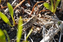 Dociostaurus brevicollis