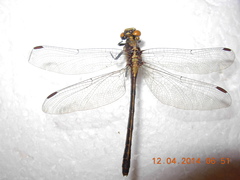 Octogomphus specularis