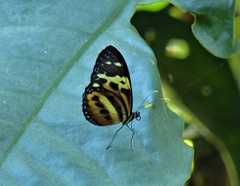 Tithorea harmonia pseudethra