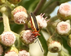 Dysdercus obscuratus