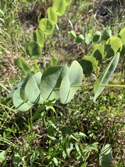Baptisia perfoliata