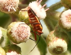 Dysdercus obscuratus