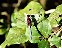 Erythrodiplax melanorubra