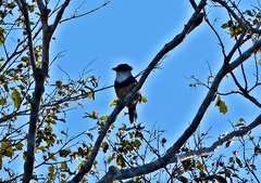 Notharchus swainsoni