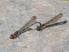 Argia joergenseni