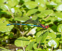 Argia joergenseni