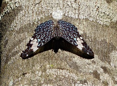 Hamadryas amphinome amphinome