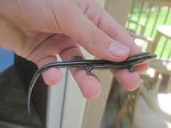 Plestiodon