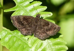 Staphylus ascalon