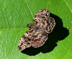 Gorgythion begga begga