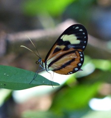 Hypothyris euclea laphria