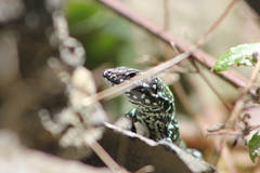 Podarcis muralis nigriventris