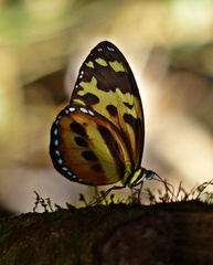 Tithorea harmonia pseudethra