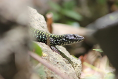 Podarcis muralis nigriventris