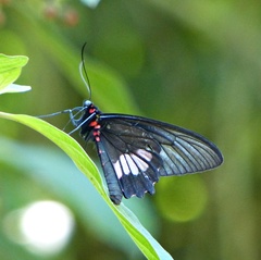 Parides neophilus