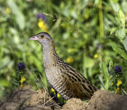 Corn Crake