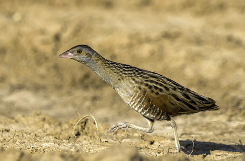 Corn Crake