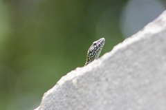 Podarcis muralis nigriventris