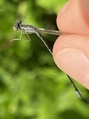 Enallagma pallidum