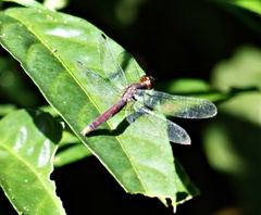 Erythrodiplax melanorubra