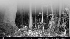 Didelphis marsupialis