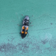 Glischrochilus quadripunctatus