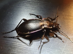 Carabus scheidleri