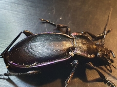 Carabus scheidleri