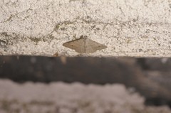 Digrammia muscariata