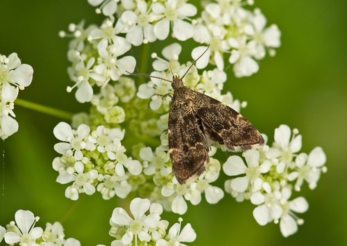 Common Nettle-tap, 3981 Bunnik, Netherlands, photo 10 of 10