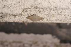 Digrammia muscariata