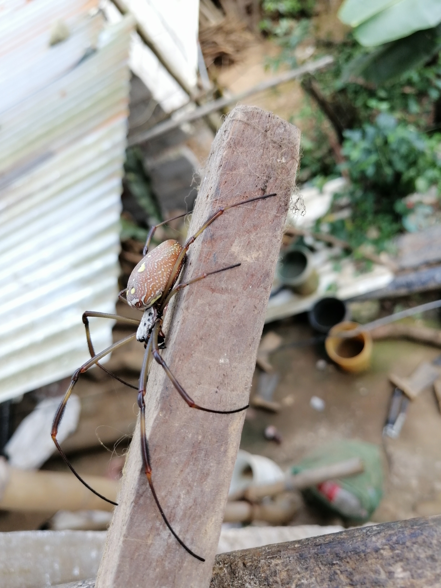 Trichonephila image