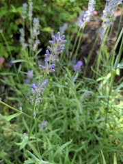 Lavandula angustifolia