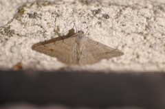 Digrammia muscariata