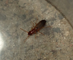 Paradromius