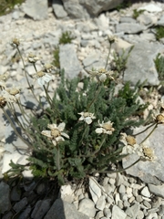 Achillea barrelieri