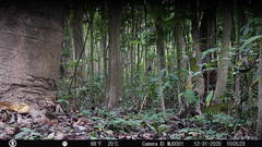 Turdus maculirostris